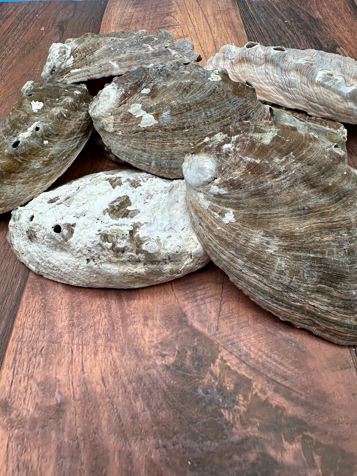 Bulk Raw Abalone Shells – Haliotis – Natural Craft Shells