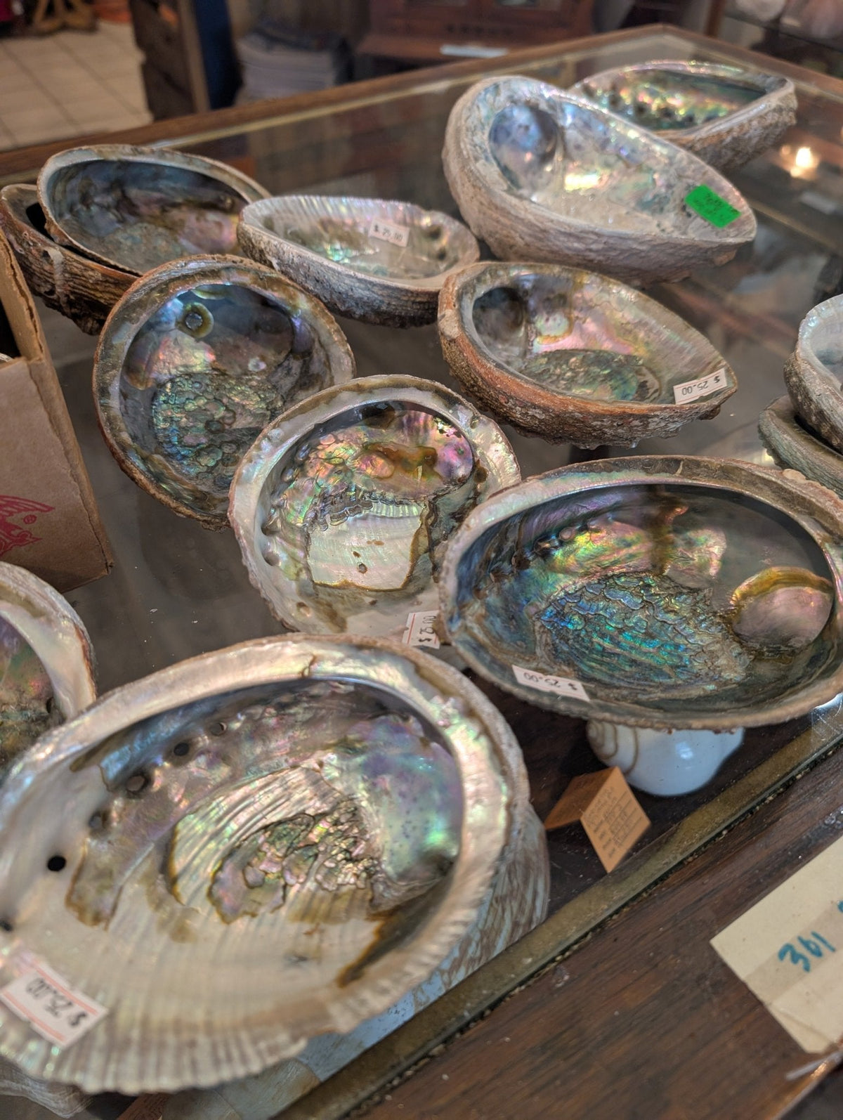 Rust Back Light Green Abalone Shell - Haliotis Fulgens