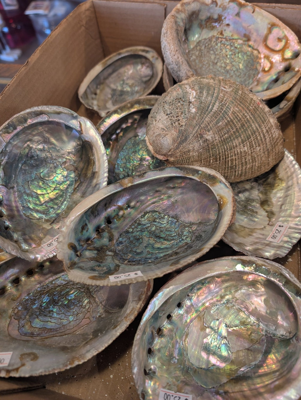 Rust Back Light Green Abalone Shell - Haliotis Fulgens